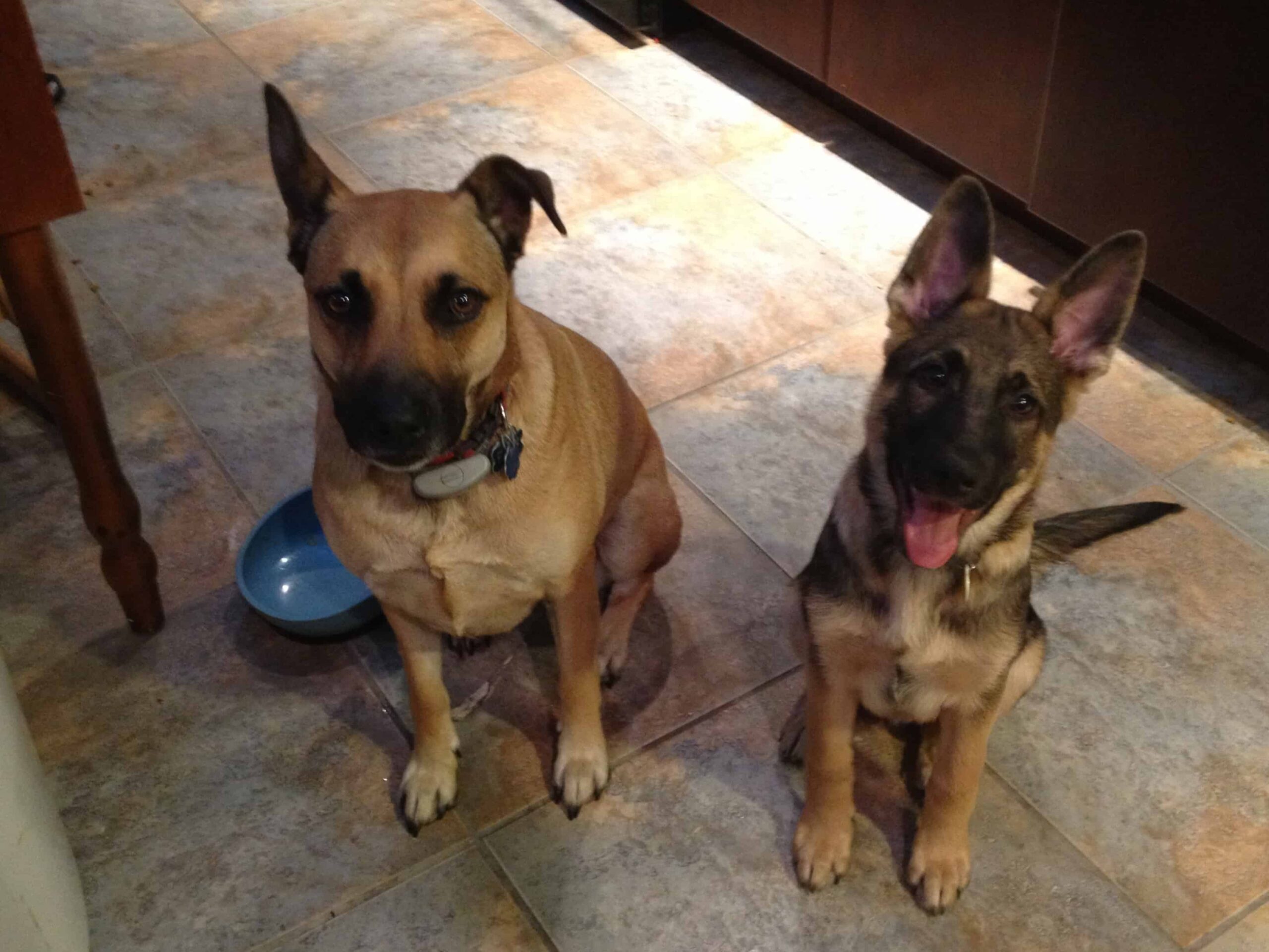two dogs - a light brown with a dark nose and ears, and a German Shepherd puppy allergies in the home