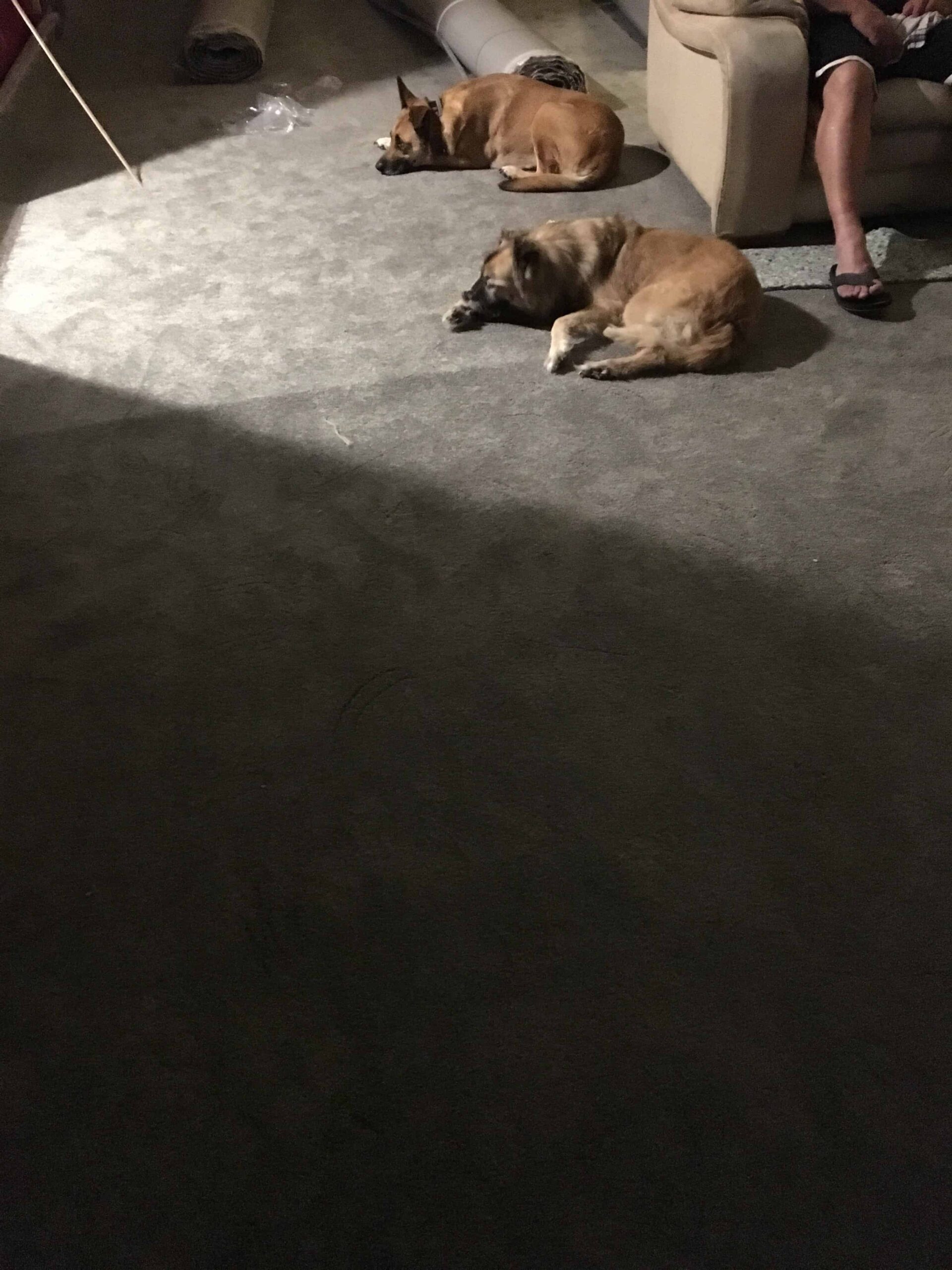2 dogs sleeping on grey carpet