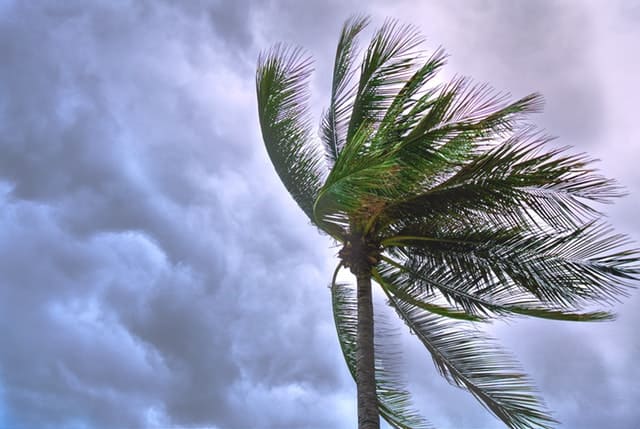 palm tree swaying in the windweather damage 2022 hurricane predictions