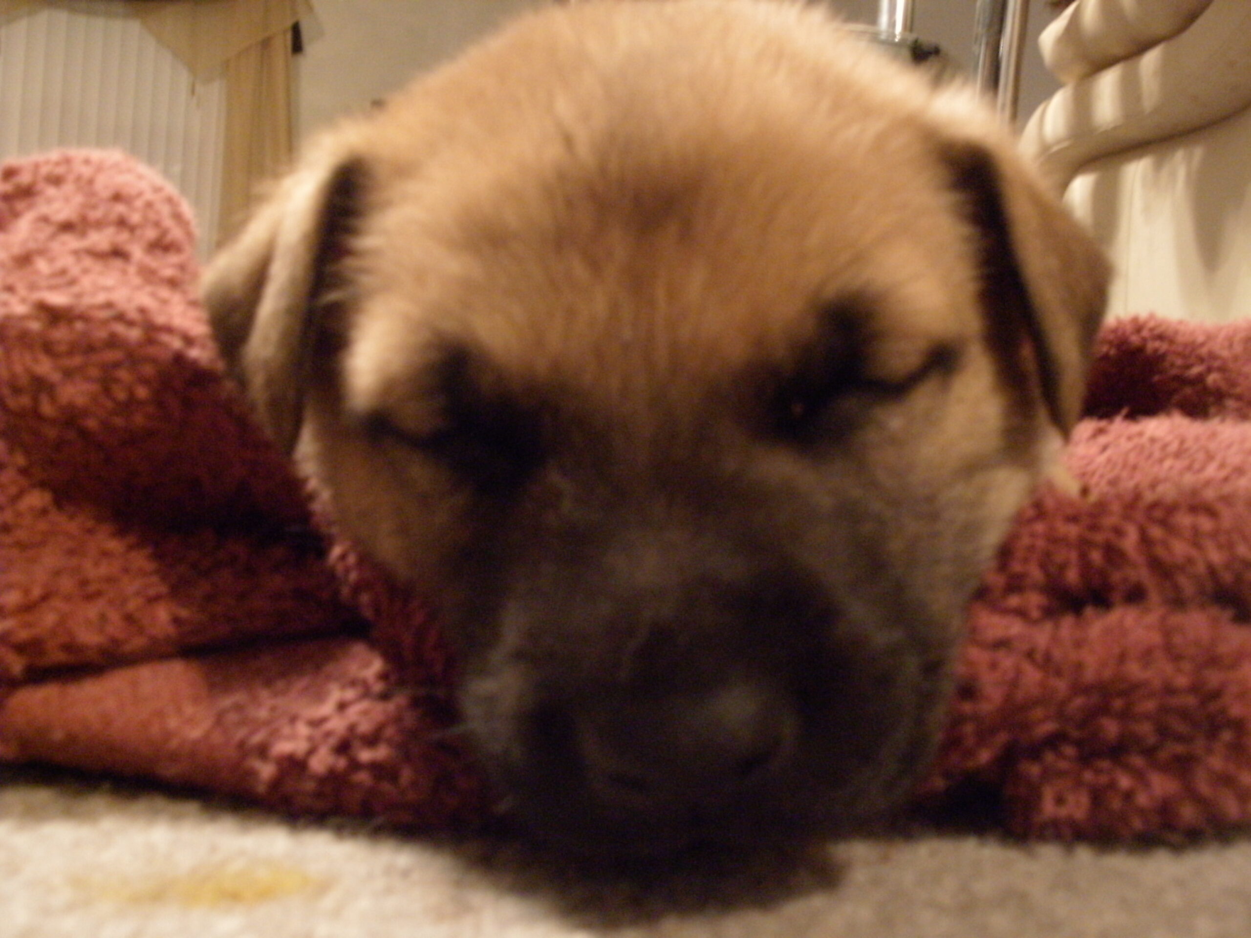 puppy asleep on a red towel pet urine
