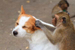monkey checking a white and brown dogs ear for fleas